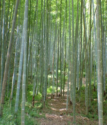 ë
