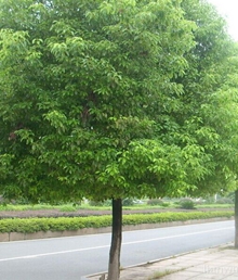 樟树(香樟)