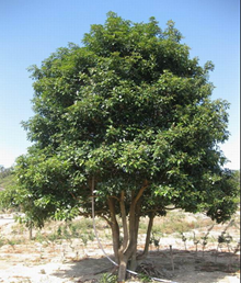 ļ