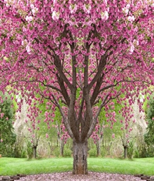 樱 花