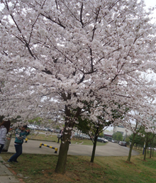 樱 花