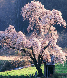 樱 花