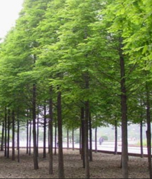 水 杉