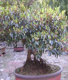 蚊母树