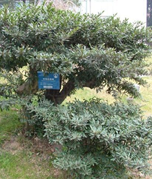 蚊母树