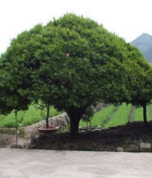 ȸ