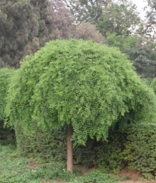 צ